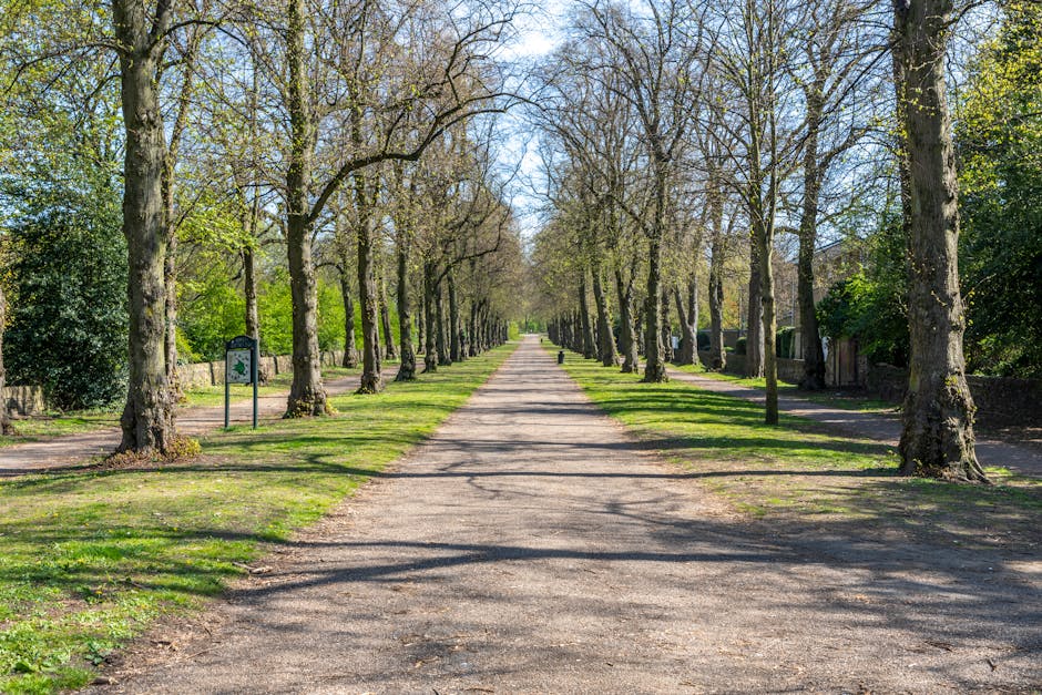 A straight, wide gravel pathway lined with evenly spaced leafless trees on both sides, leading into the distance under a clear blue sky. The trees cast long shadows across the path, and patches of gra